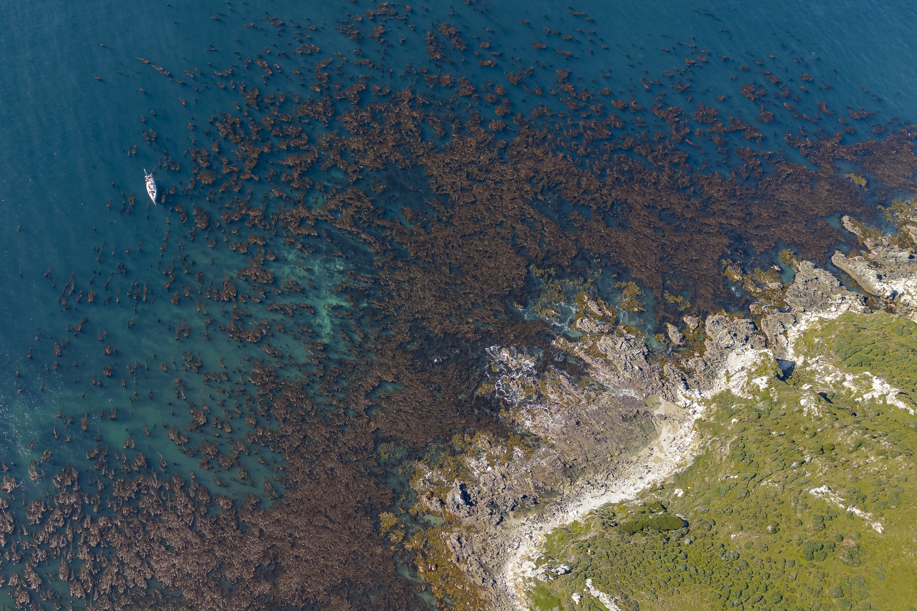 Argentina - kelp forest aerial view