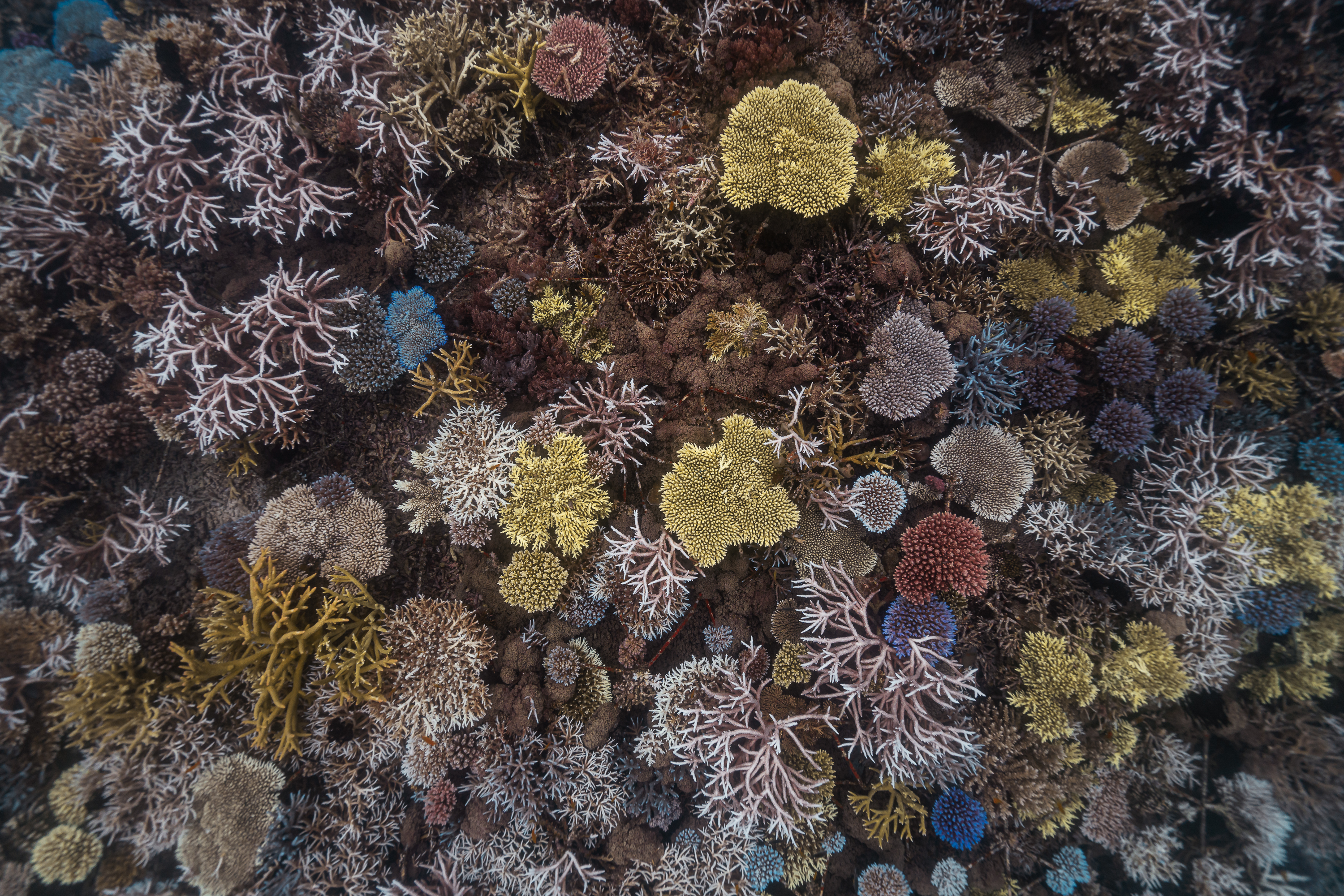 Indonesia - coral reef conservation