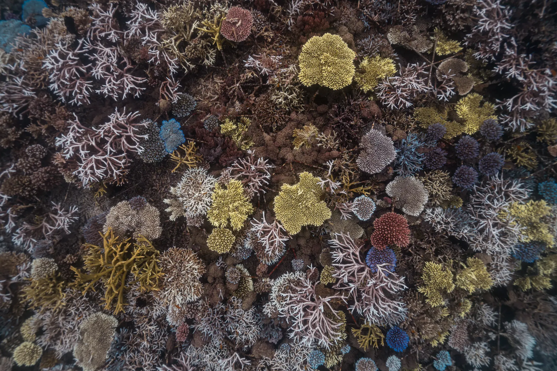 Coral gardening and reef restoration, Indonesia