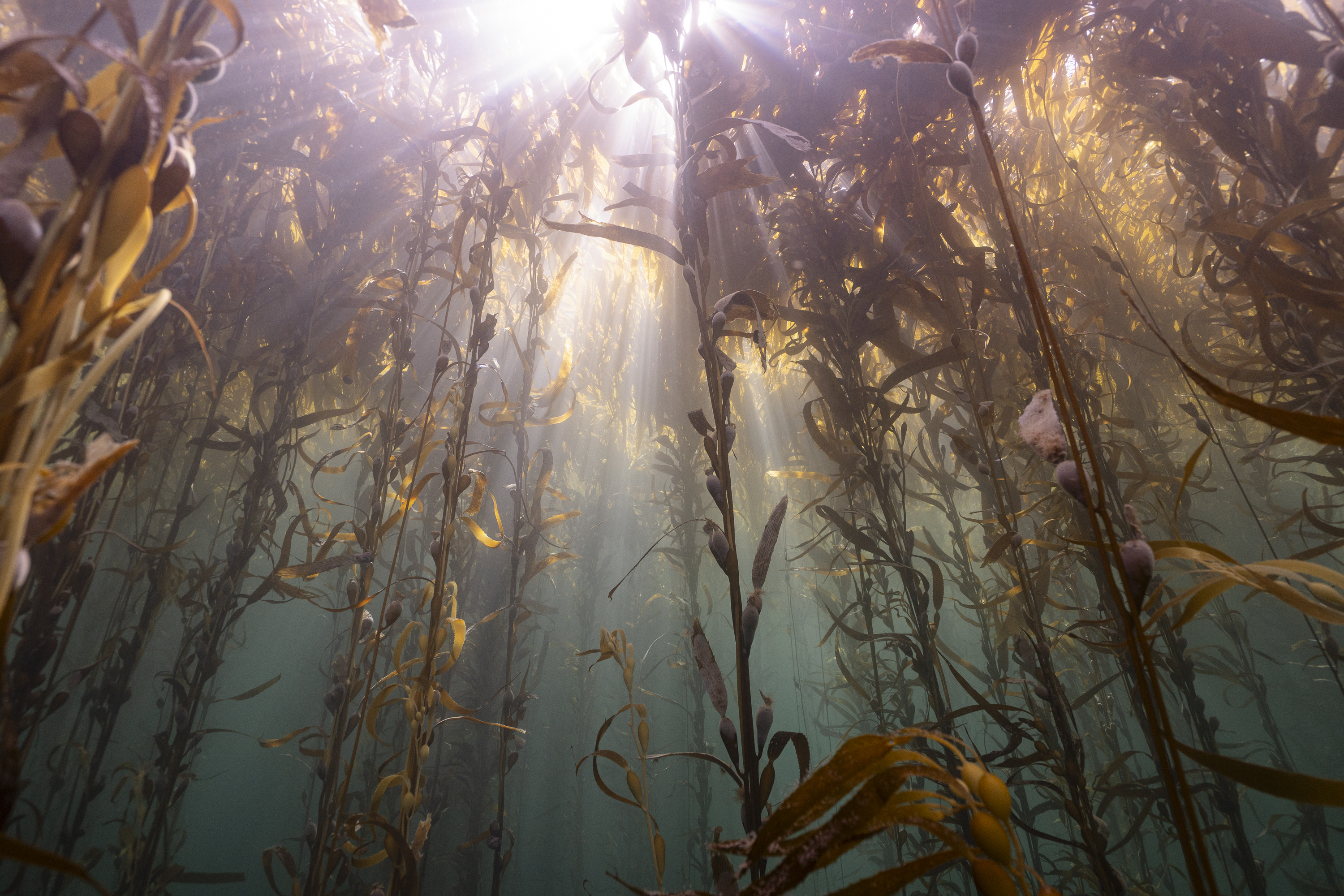California kelp forest conservation