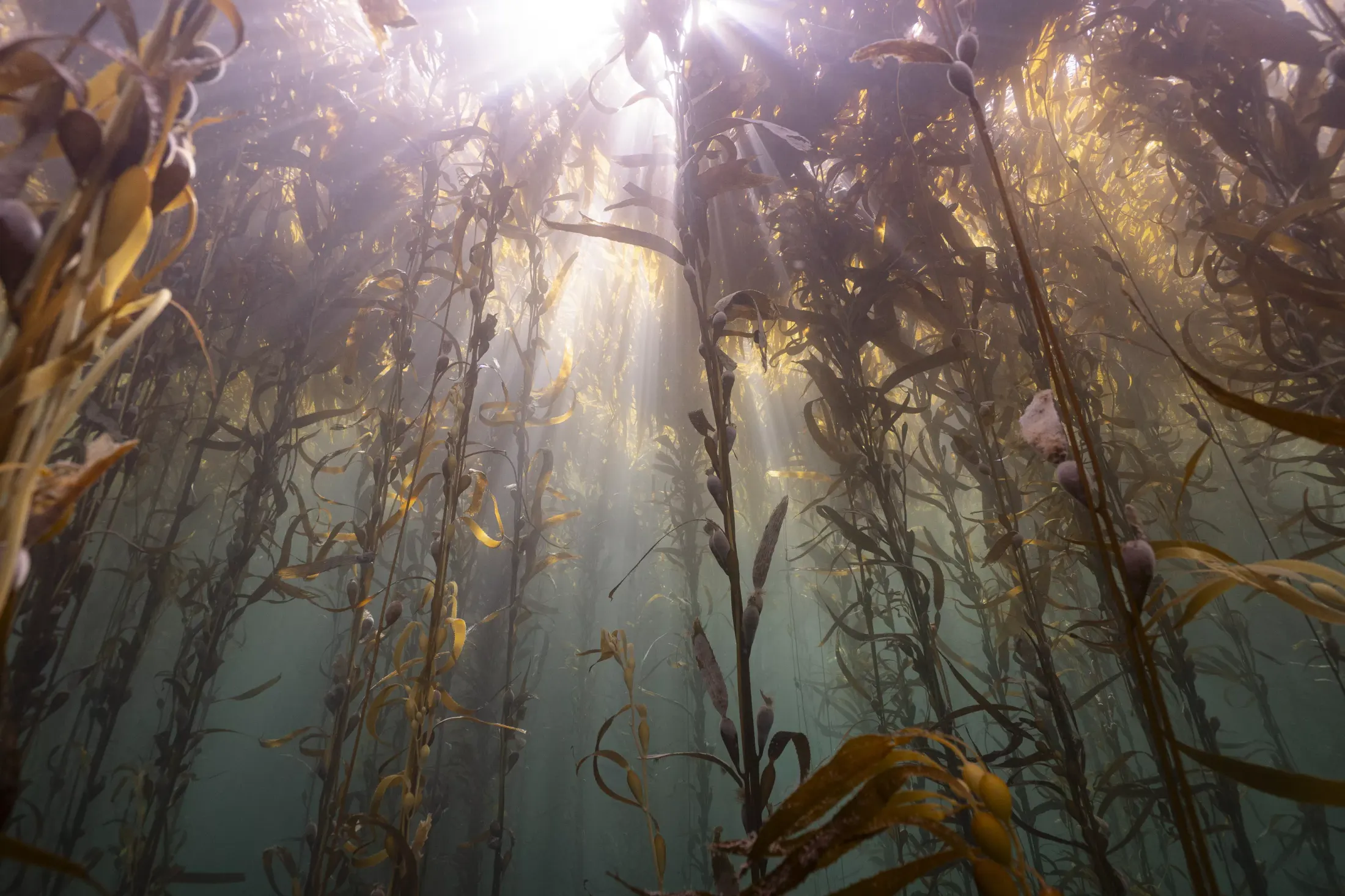 Diver in a sunlit kelp forest