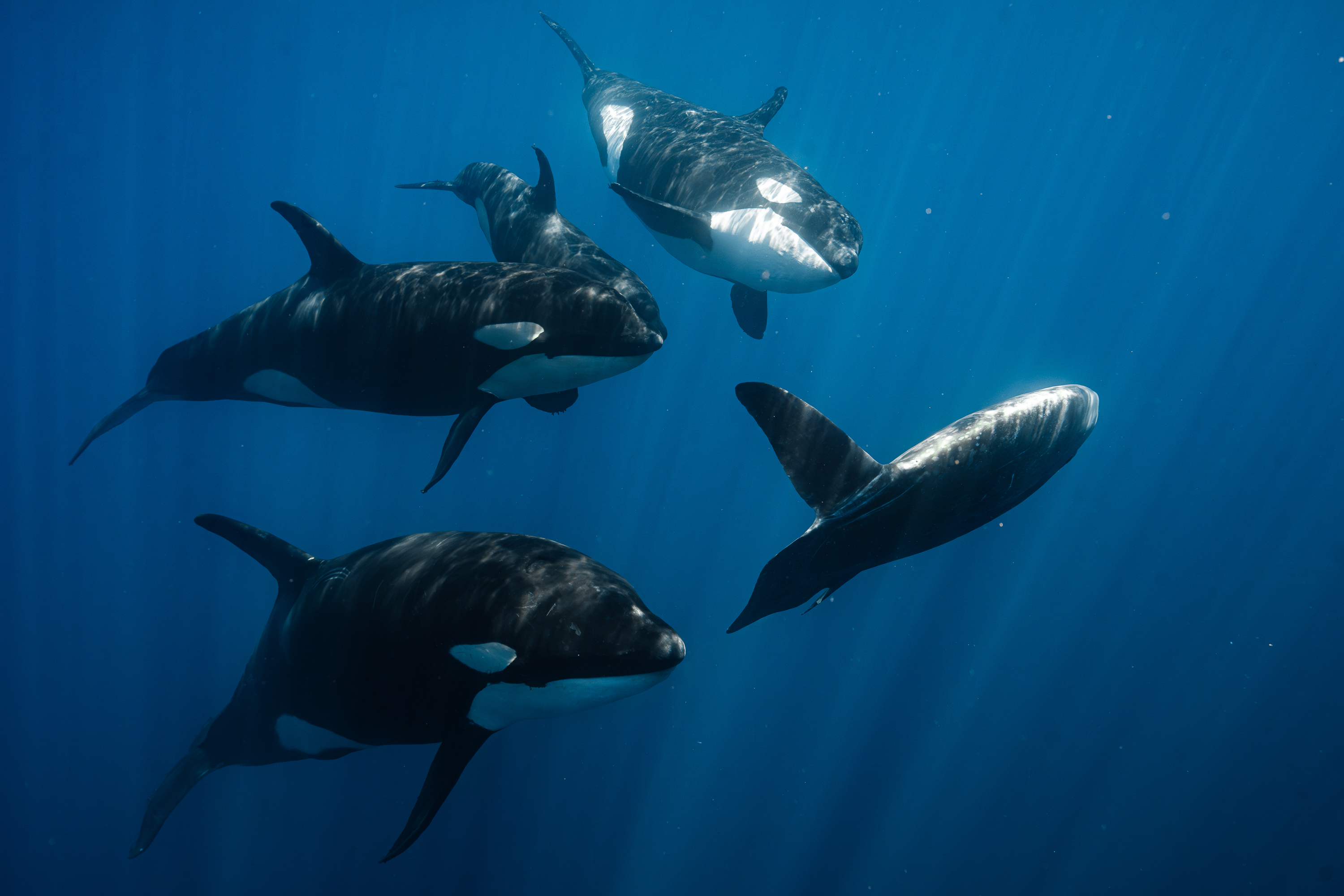 Life on the Edges - orcas underwater expedition