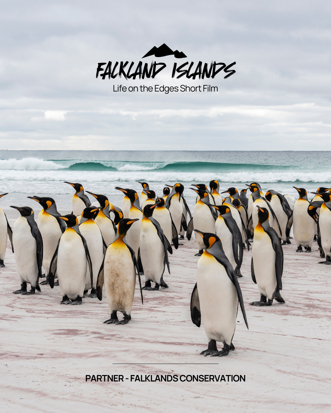 Falkland Islands - Life on the Edges Short Film - Partner: Falklands Conservation