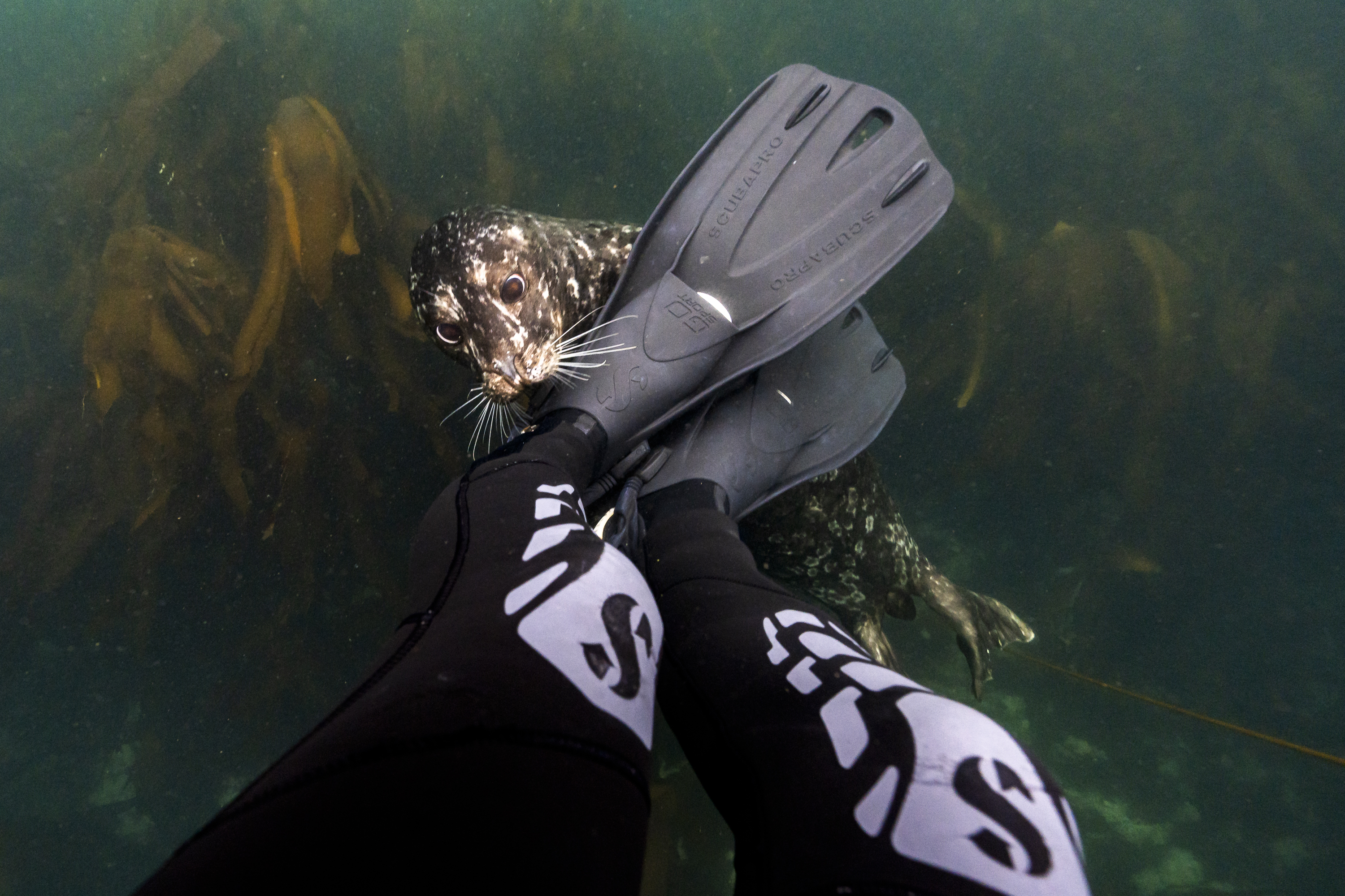 Playful seal investigating diver's fin in kelp forest - underwater encounter during expedition