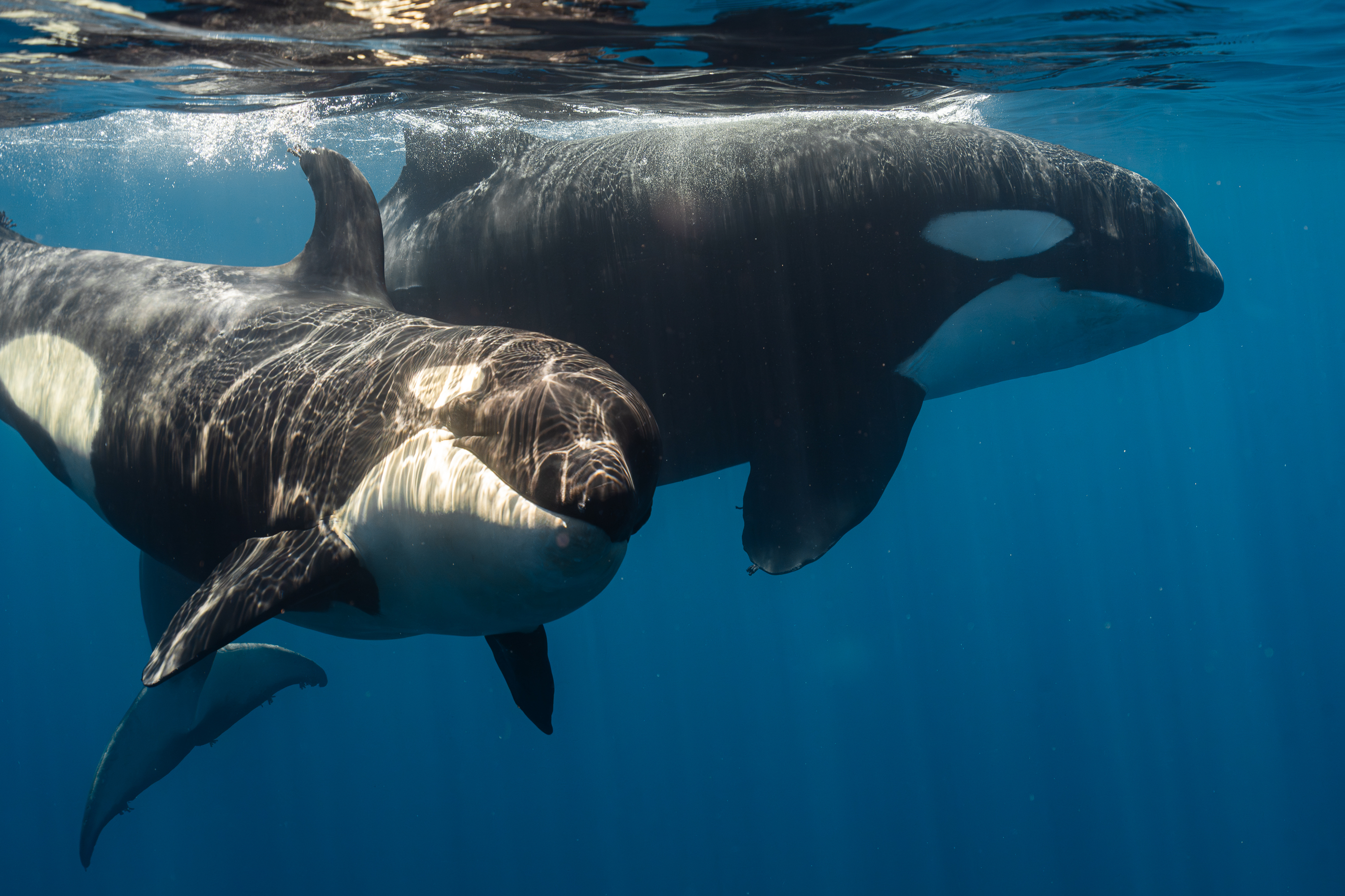 Orca family underwater encounter in Mexico waters during marine research expedition