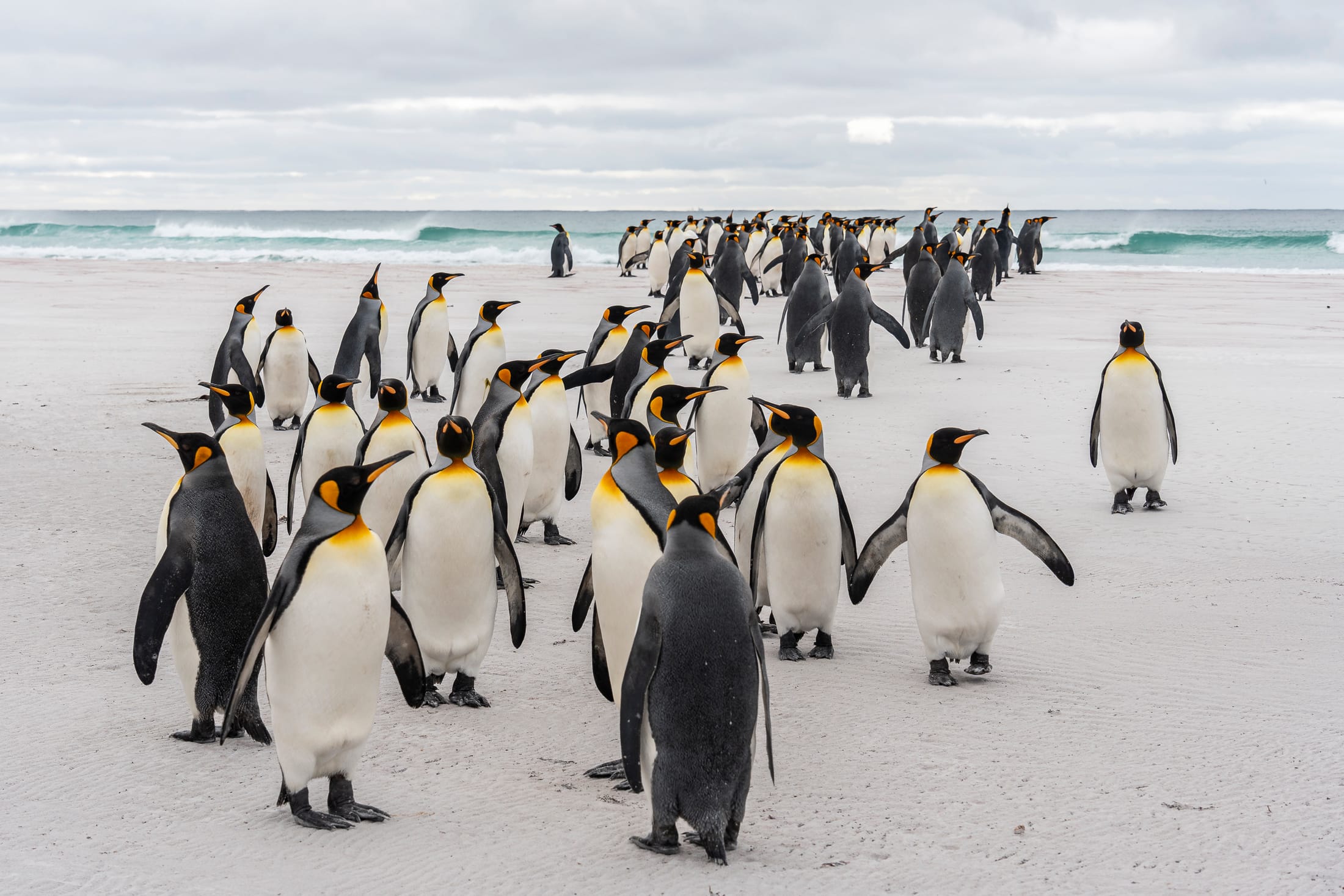 King penguins on the beach, Falkland Islands — Edges of Earth expedition