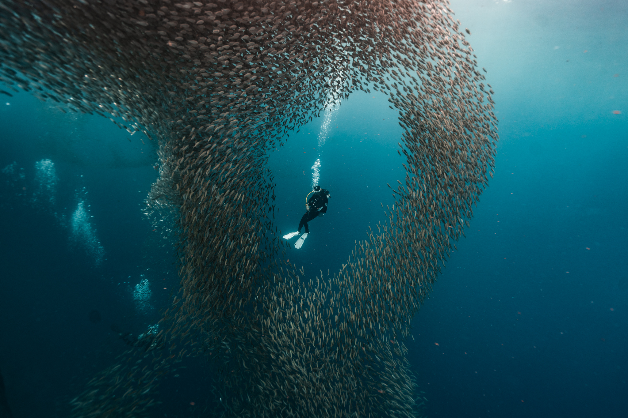 Underwater photograph of diver in center of massive sardine baitball forming circular pattern, Moalboal, Philippines